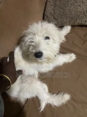 6-12 months Male Purebred Maltese