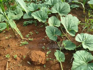 Prime Affordable Land in Malindi
