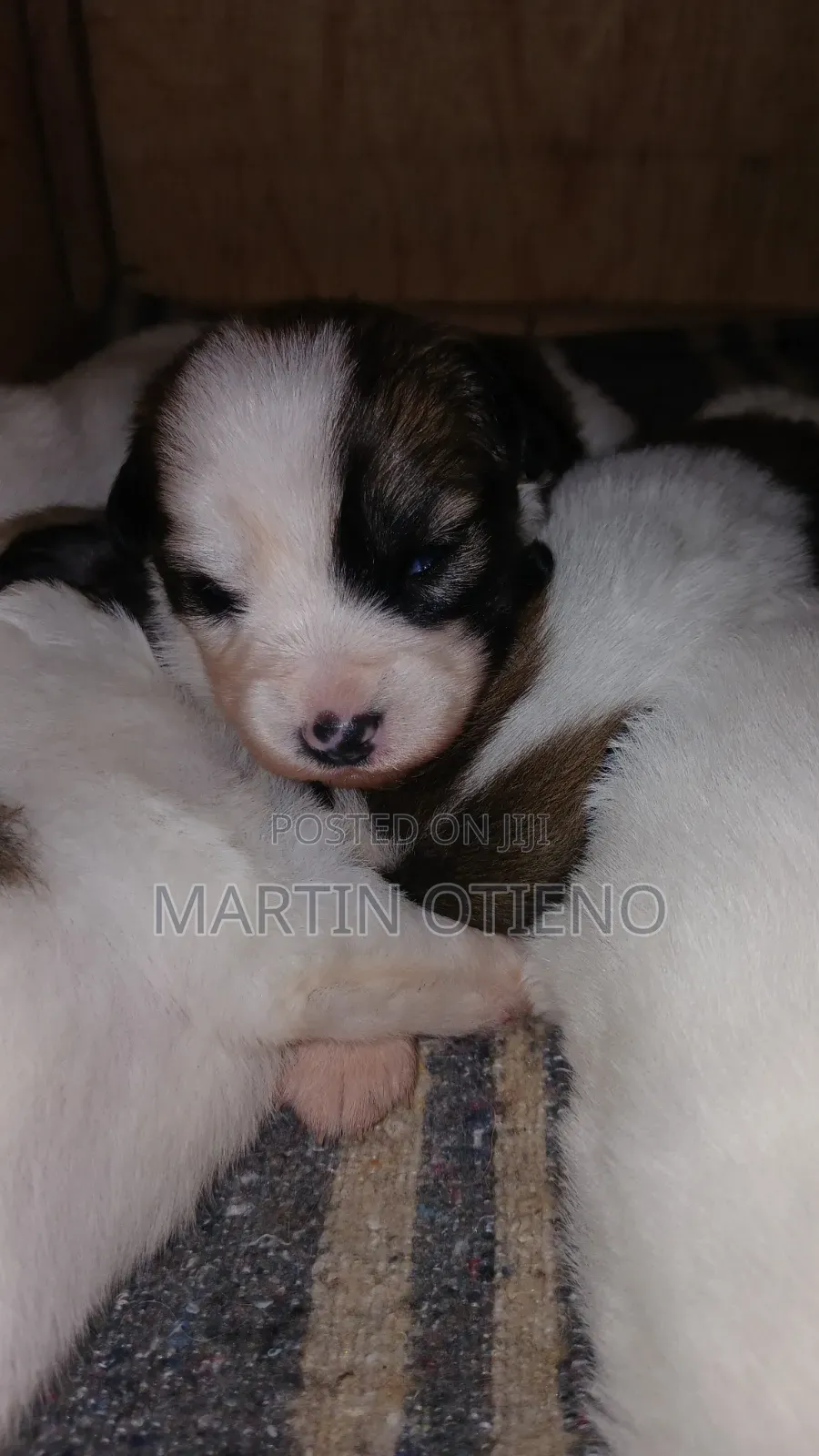 1-3 months Male Purebred Japanese Spitz