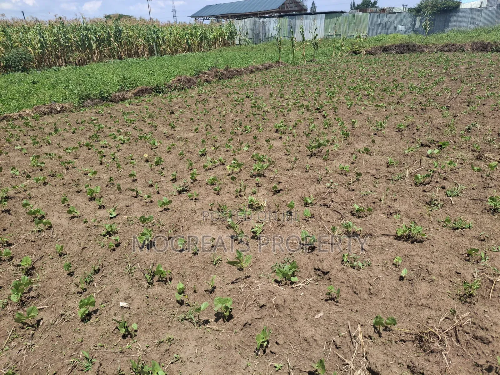 1/2 Acre Land for Sale at Mercy Njeri Kiamunyi