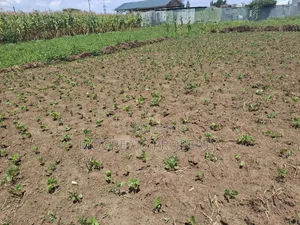 1/2 Acre Land for Sale at Mercy Njeri Kiamunyi