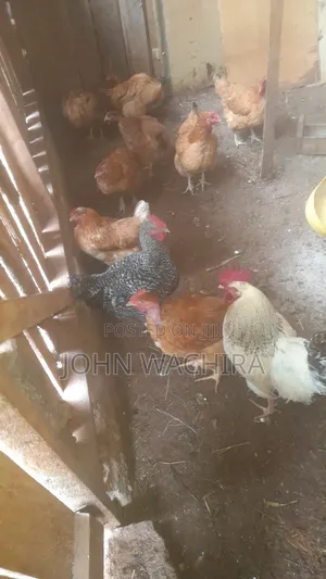 Chickens and Chicks for Sale