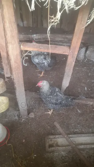 Chickens and Chicks for Sale