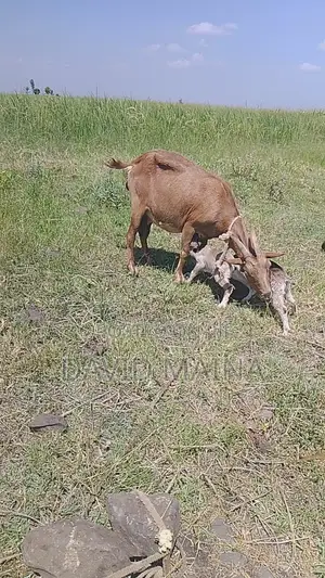 Pedigree Twining Dairy Goat