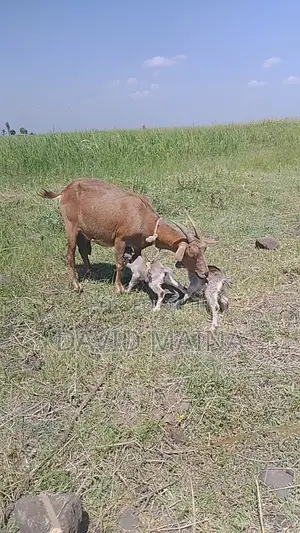 Pedigree Twining Dairy Goat