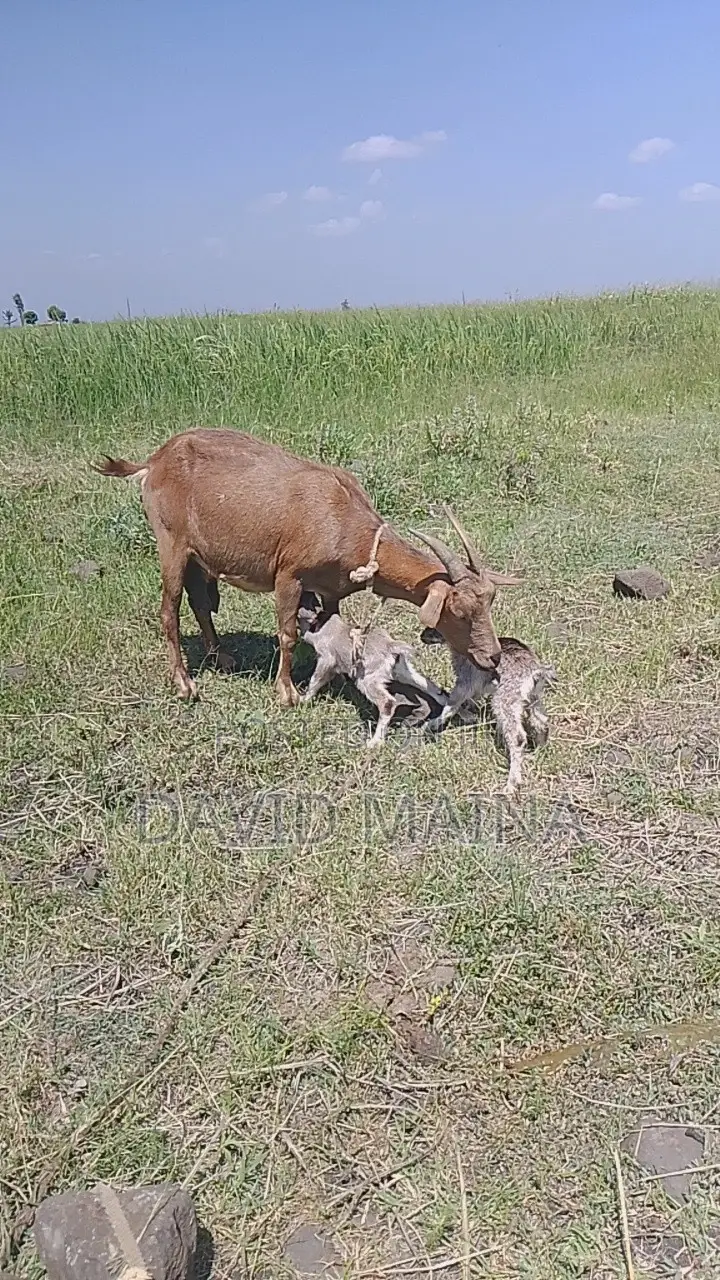 Pedigree Twining Dairy Goat