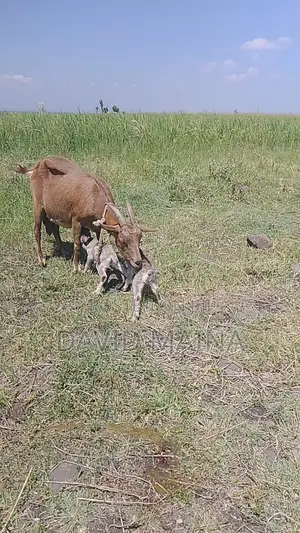 Pedigree Twining Dairy Goat