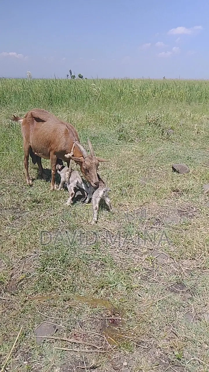 Pedigree Twining Dairy Goat