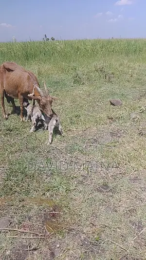 Pedigree Twining Dairy Goat