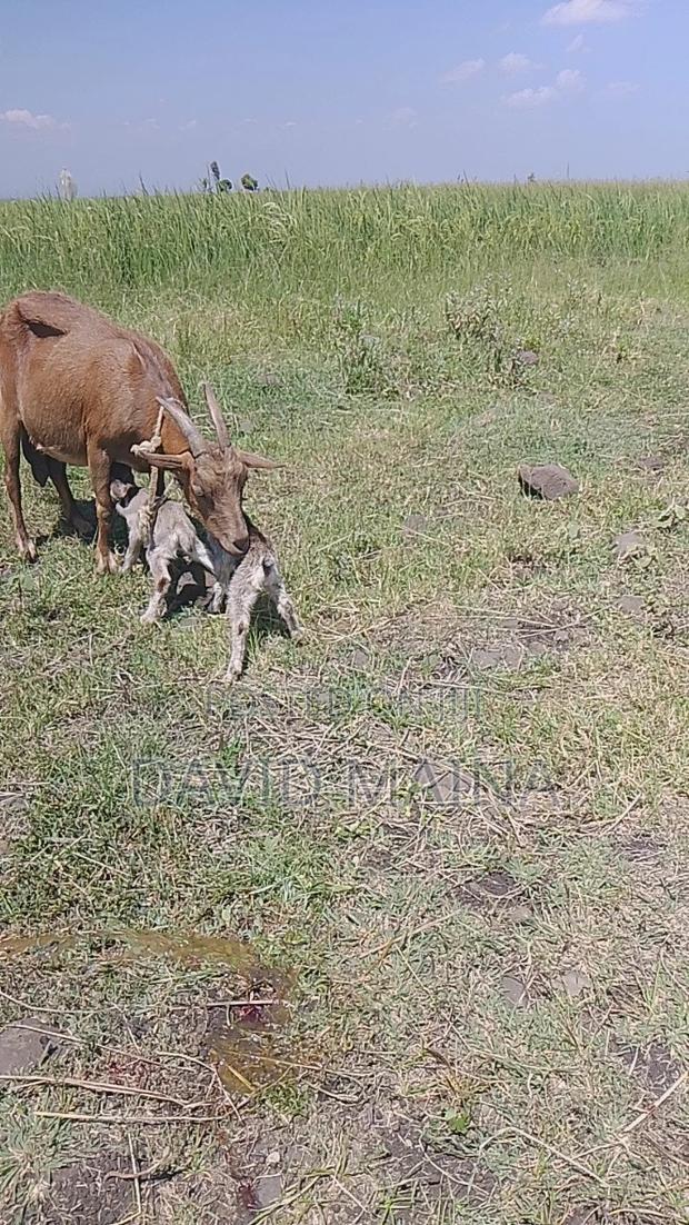 Pedigree Twining Dairy Goat - thumbnail 4
