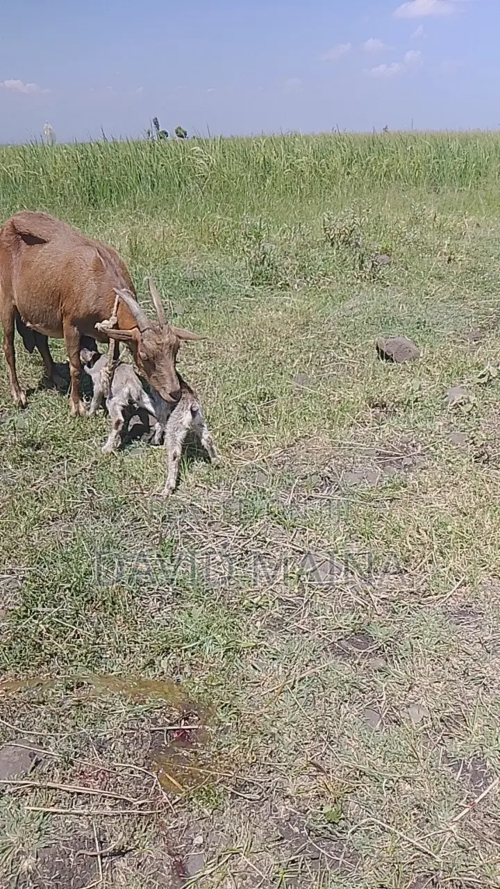Pedigree Twining Dairy Goat
