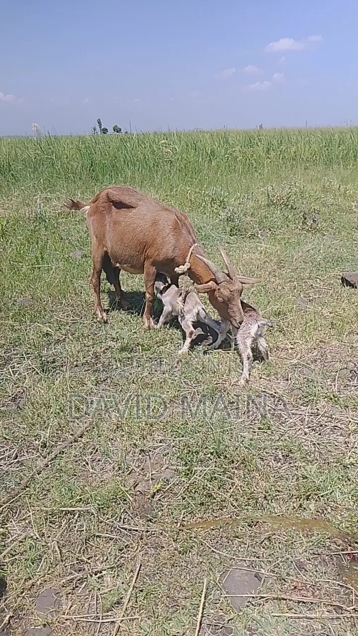 Pedigree Twining Dairy Goat