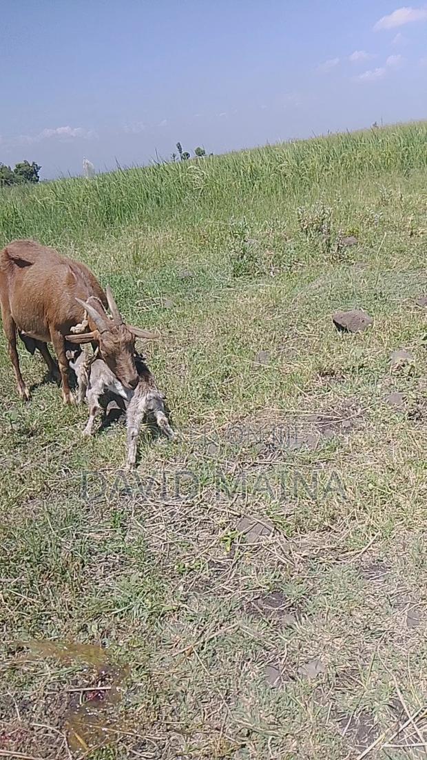 Pedigree Twining Dairy Goat - thumbnail 6