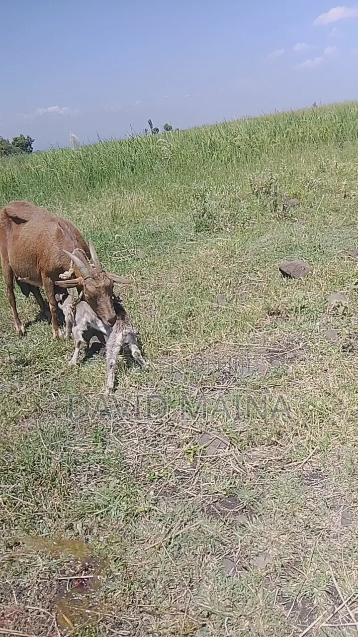 Pedigree Twining Dairy Goat