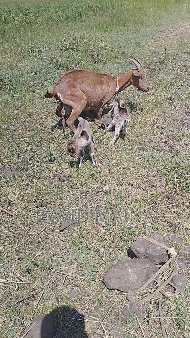 Pedigree Twining Dairy Goat - thumbnail 7