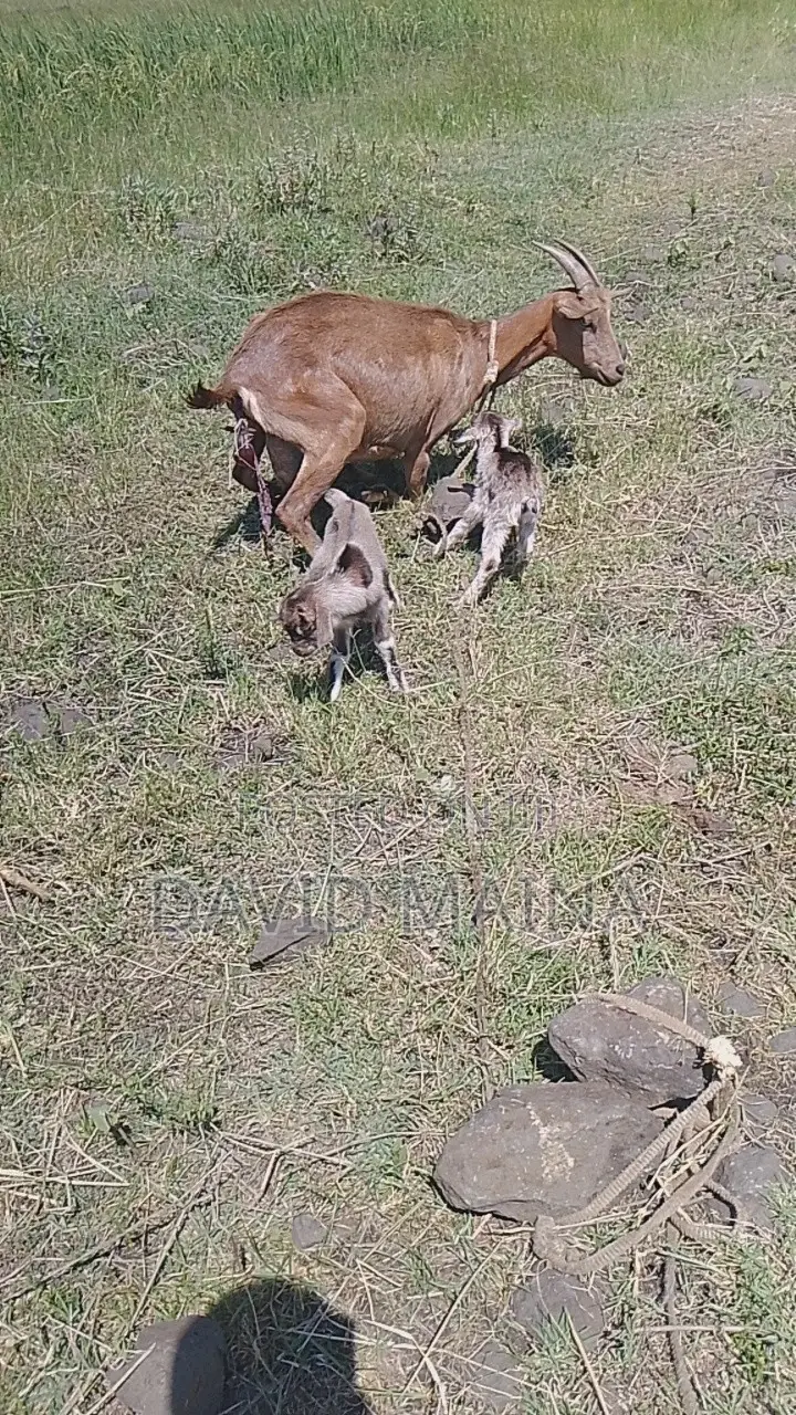 Pedigree Twining Dairy Goat