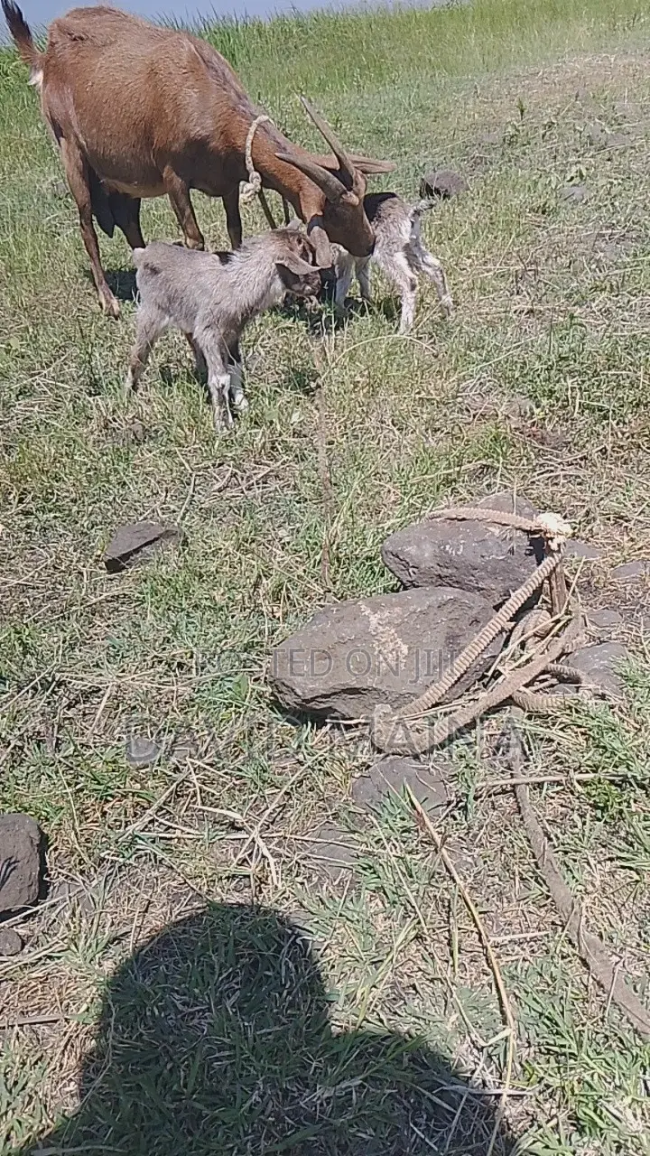 Pedigree Twining Dairy Goat