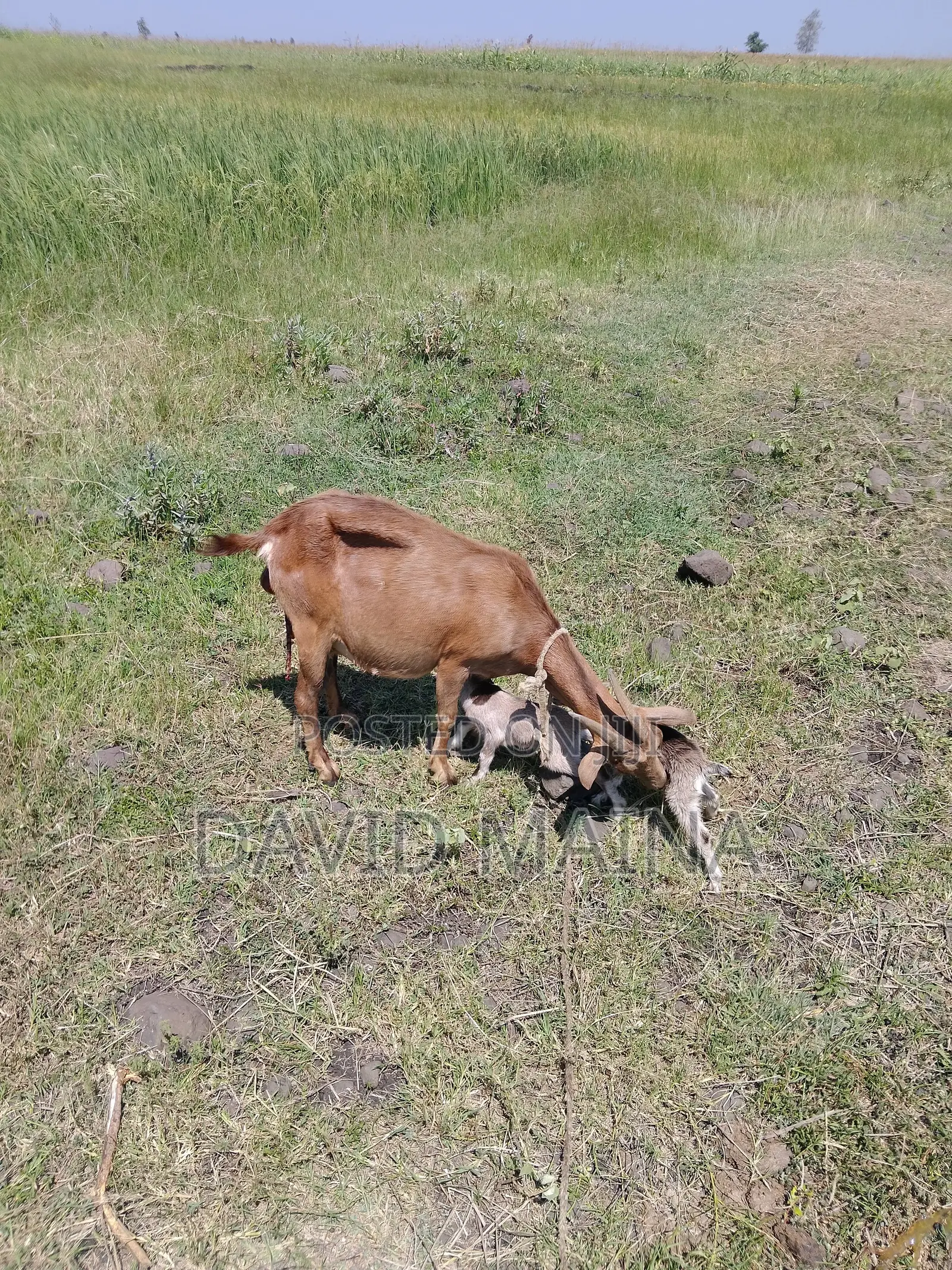 Pedigree Twining Dairy Goat