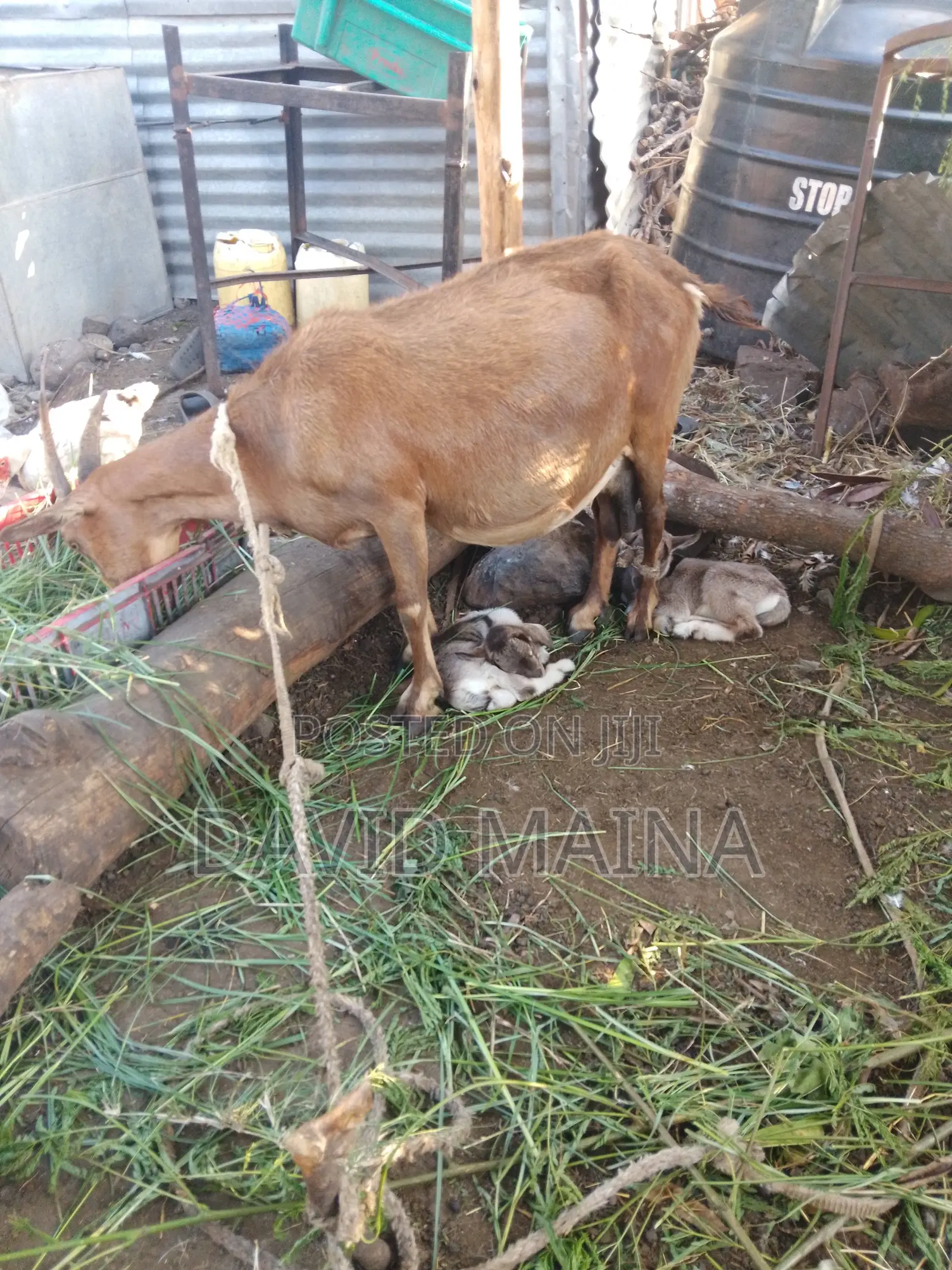 Pedigree Twining Dairy Goat