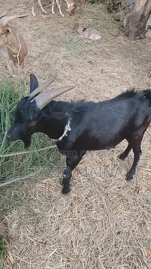 Black Buck for Breeding