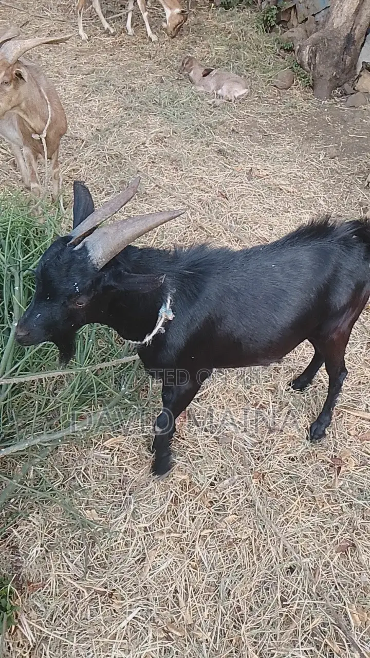 Black Buck for Breeding