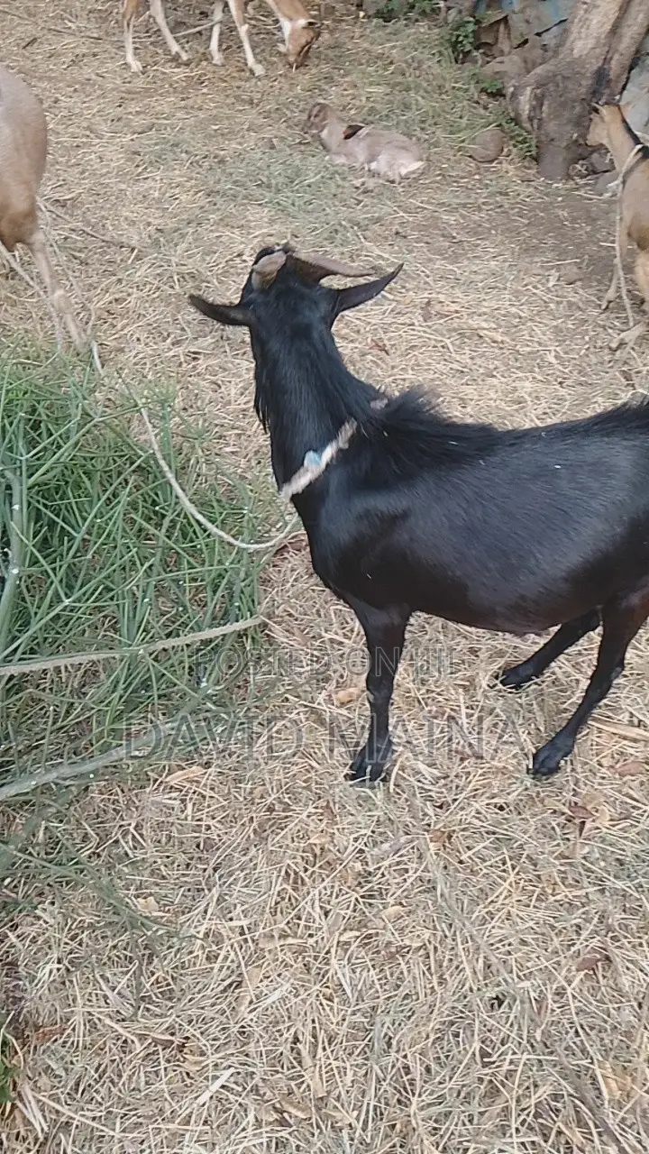 Black Buck for Breeding