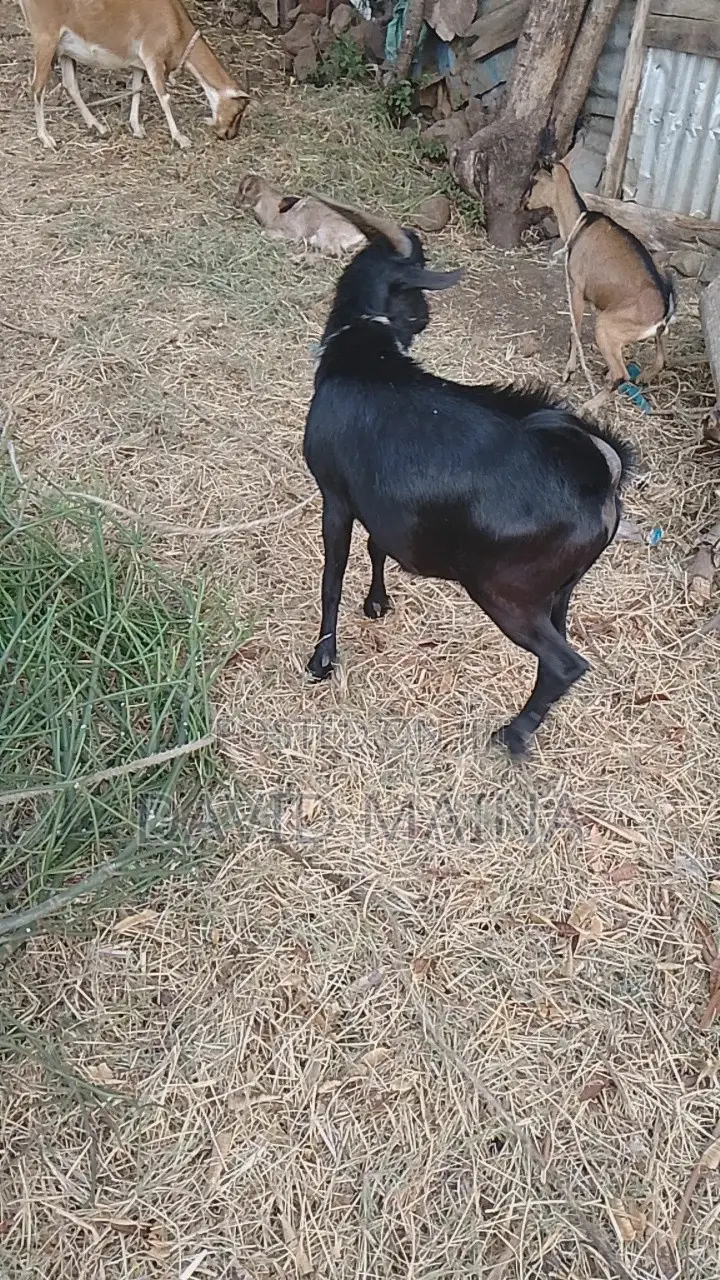 Black Buck for Breeding