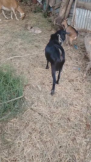 Black Buck for Breeding