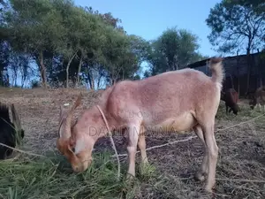 Wether(Castrated) Buck for Meat