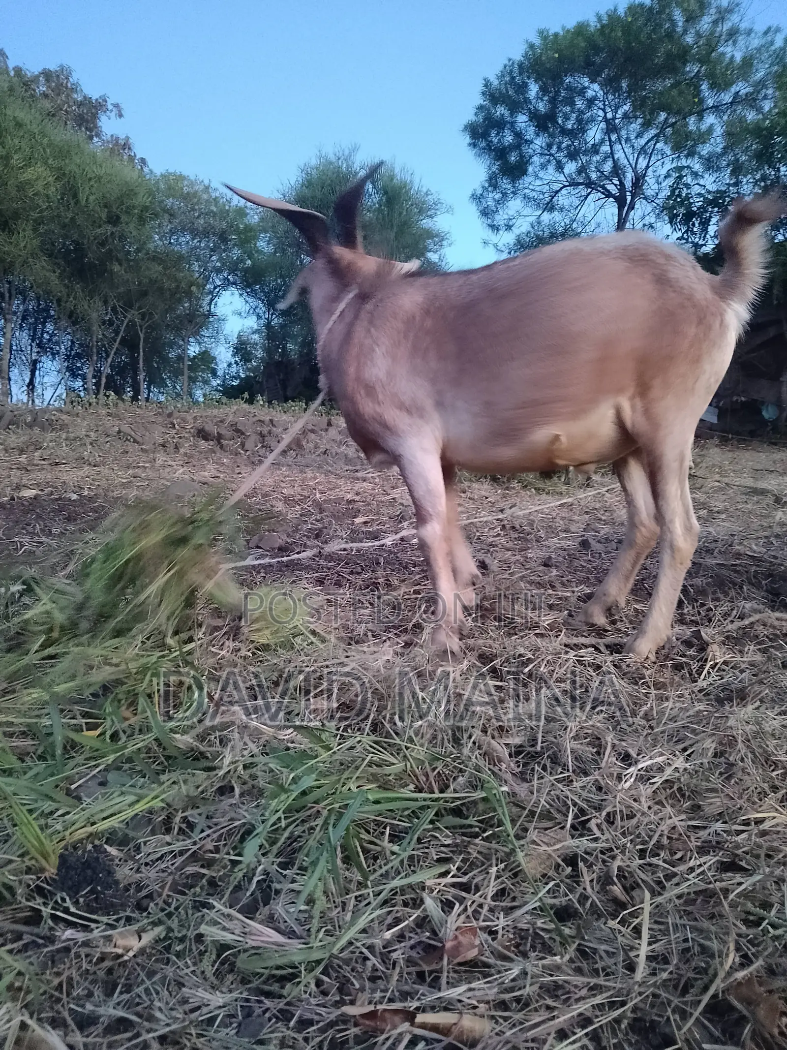 Wether(Castrated) Buck for Meat