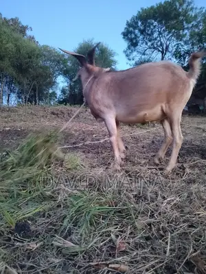 Wether(Castrated) Buck for Meat