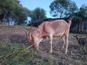 Wether(Castrated) Buck for Meat