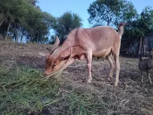 Wether(Castrated) Buck for Meat