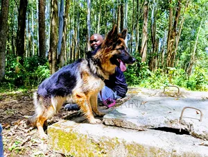 1+ year Female Purebred German Shepherd