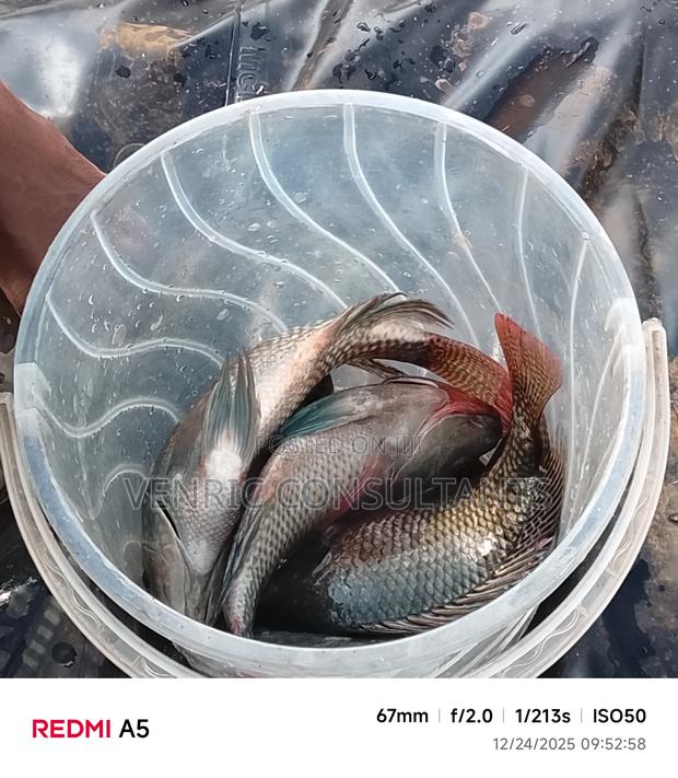 Mature Tilapia Fish - main view