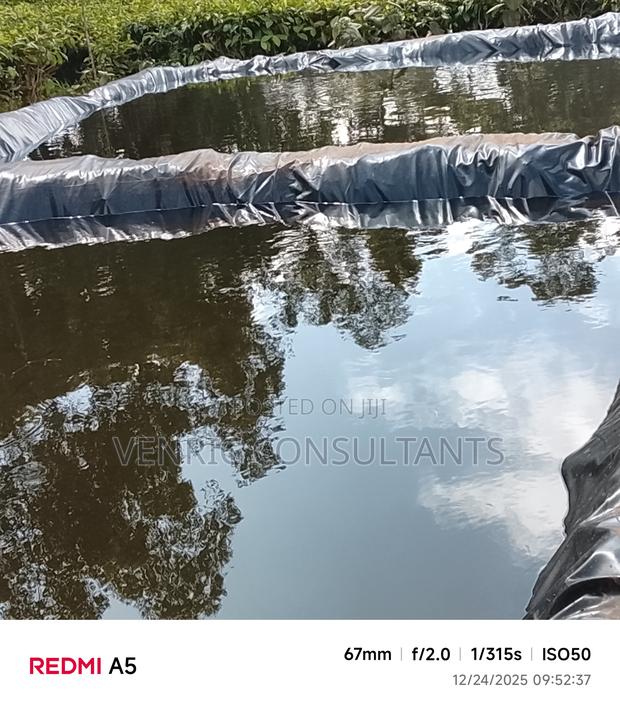 Mature Tilapia Fish - thumbnail 3
