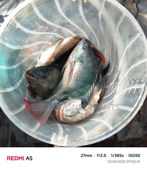 Mature Tilapia Fish - thumbnail 2
