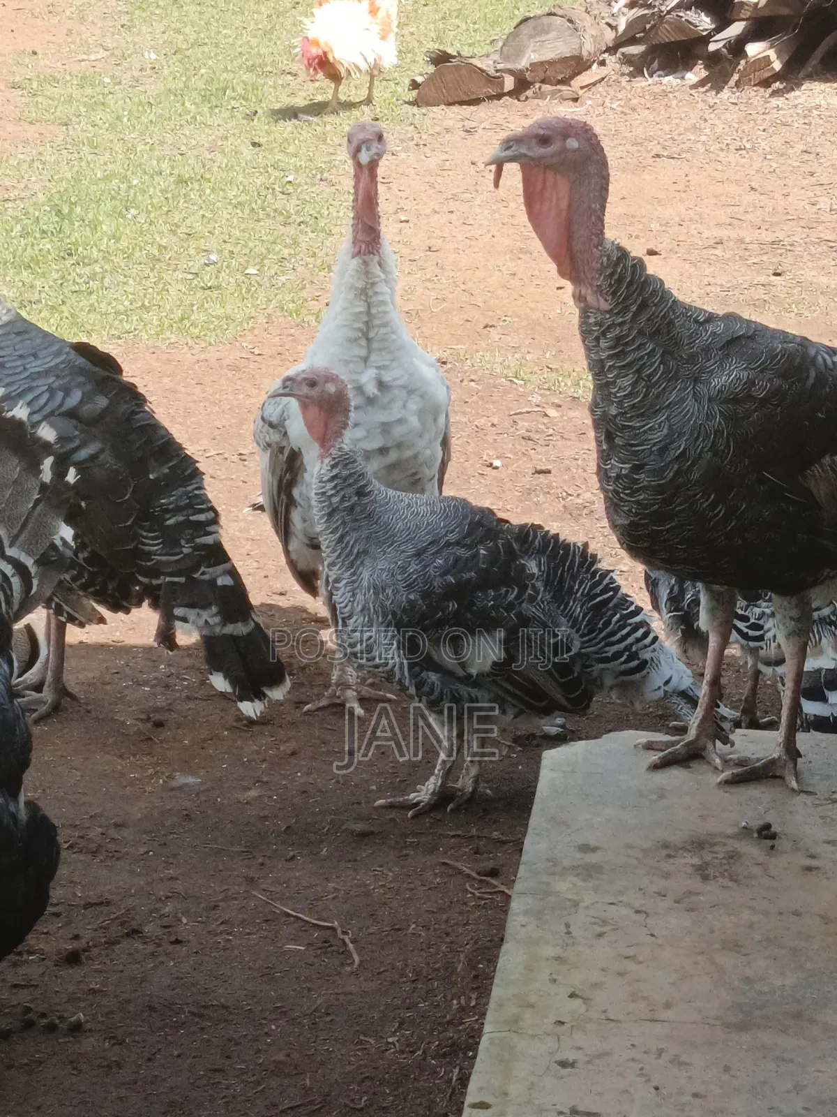 Mature Turkey