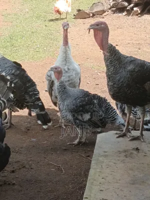 Mature Turkey
