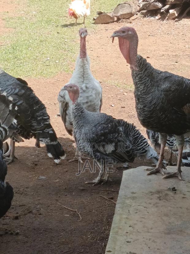 Mature Turkey