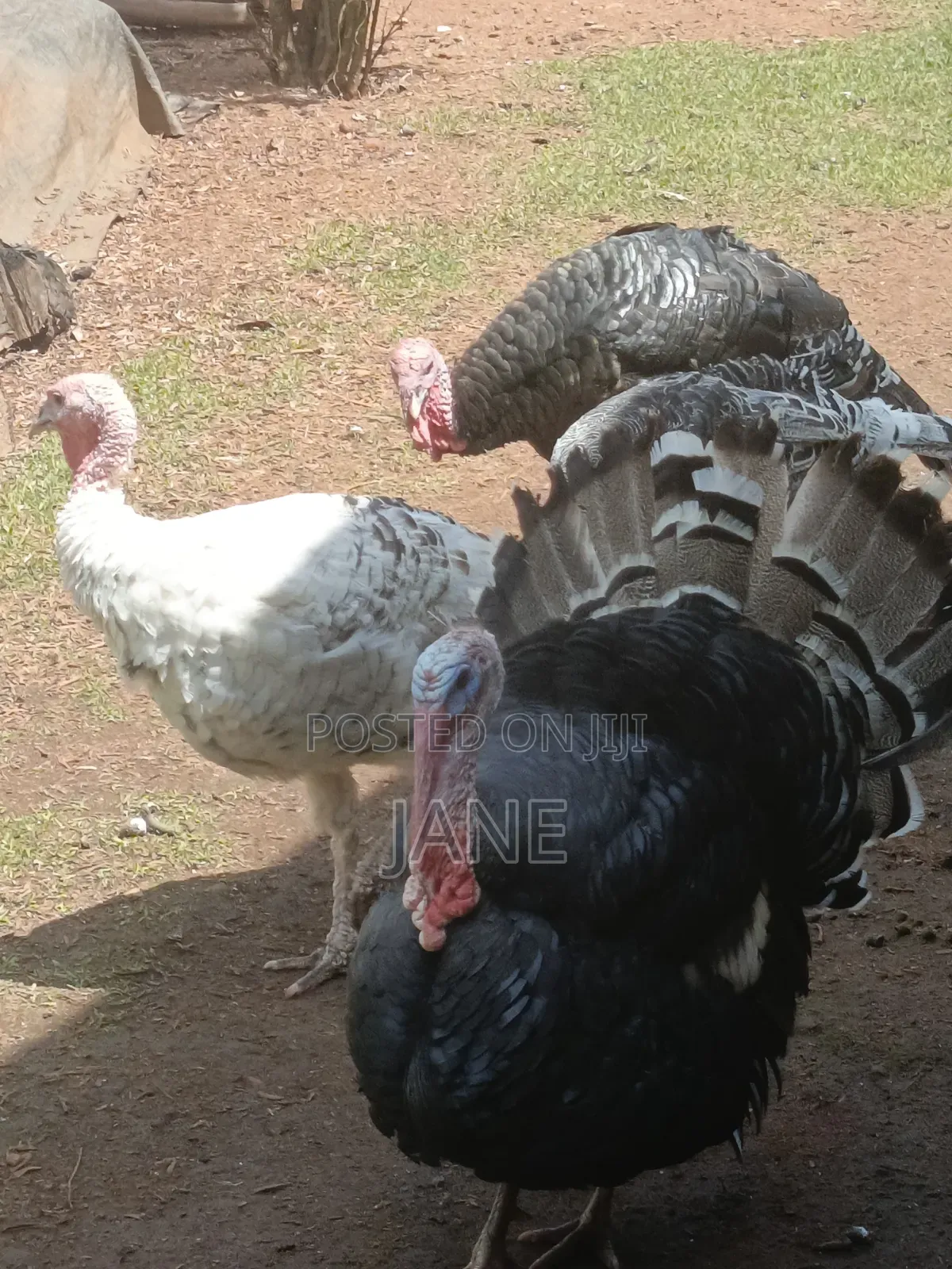 Mature Turkey