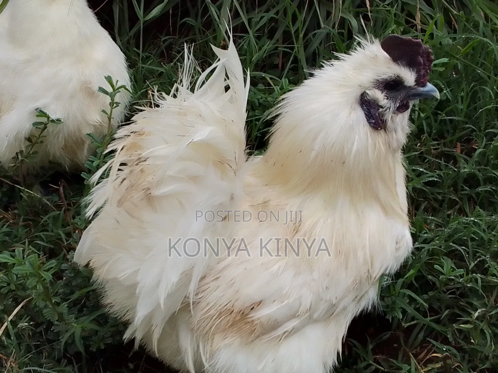 Silkie Bantam Pair