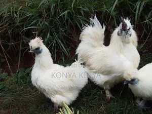 Silkie Bantam Pair