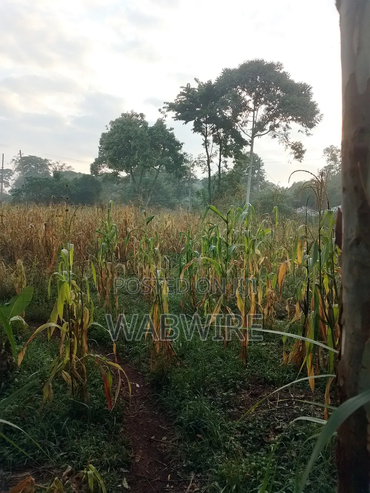 Land Measuring 2.25 Acres or 18 Plots