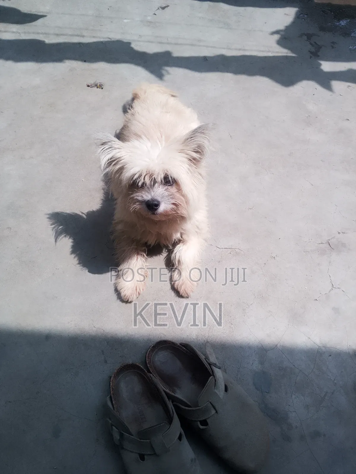 1+ year Female Mixed Breed Maltese