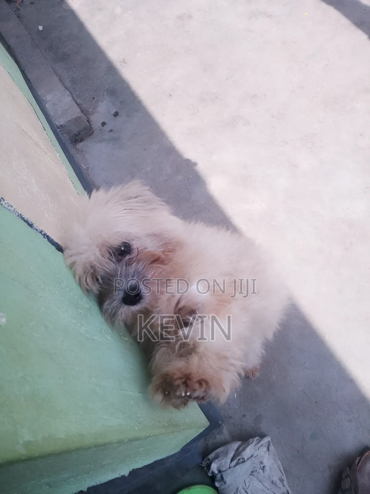 1+ year Female Mixed Breed Maltese