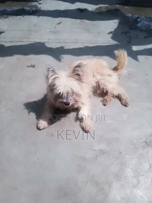 1+ year Female Mixed Breed Maltese