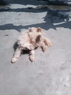 1+ year Female Mixed Breed Maltese