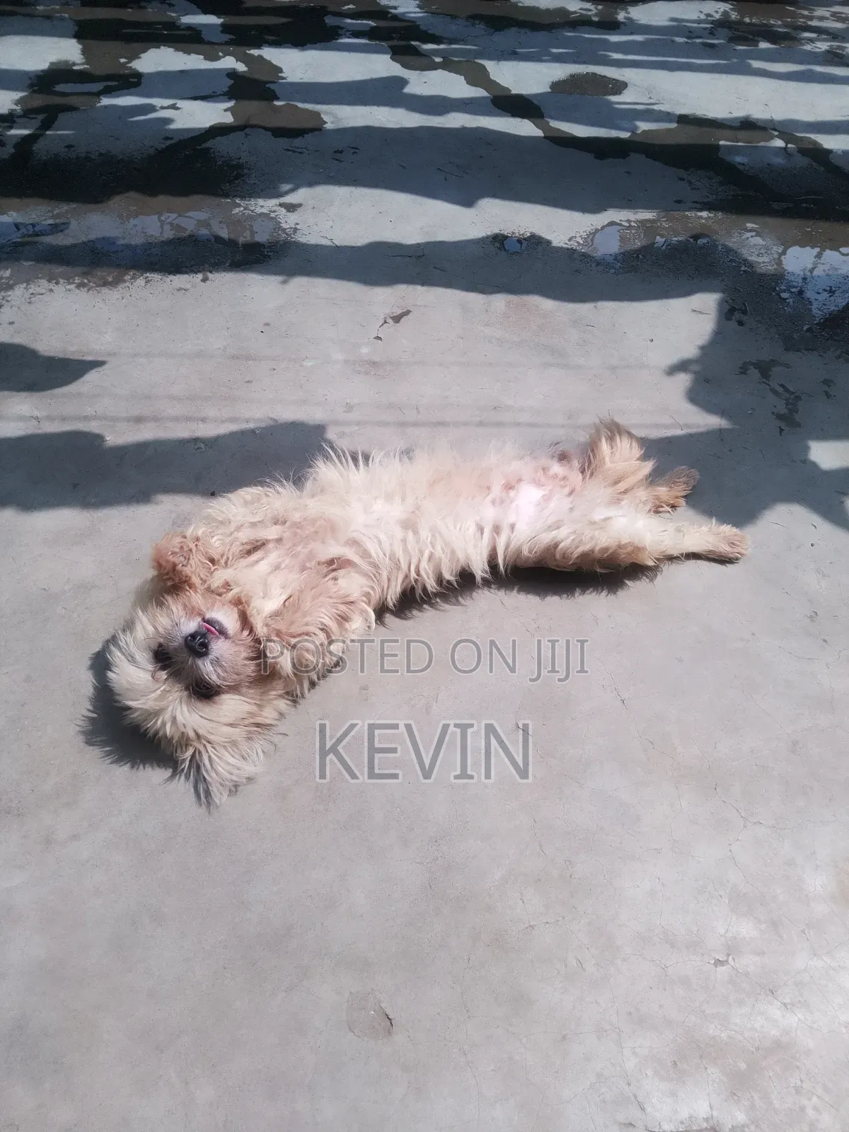 1+ year Female Mixed Breed Maltese