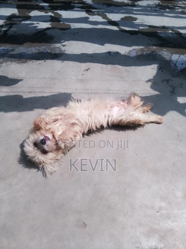 1+ year Female Mixed Breed Maltese - thumbnail 5